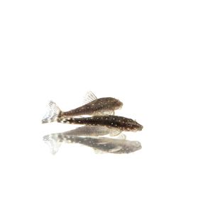 Comprar Parontocinclus haroldoi (Otocinclus galaxy) online