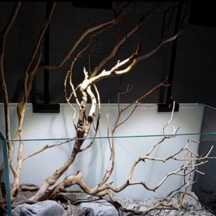 perita, madera perita, manzanita, madera para acuario