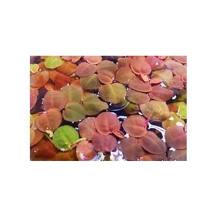 planta flotante Phyllantus fluitans