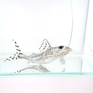 Pimelodella pictus o Gato pimelodella en tienda online