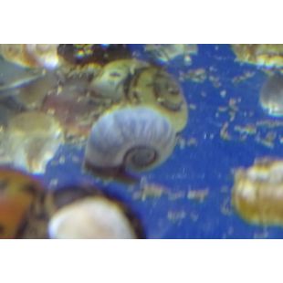 Planorbis Azul
