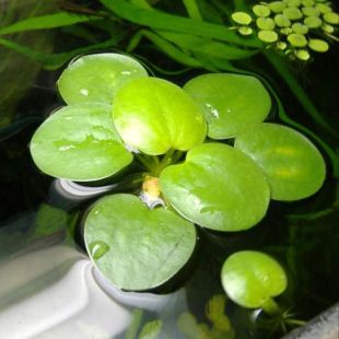 comprar plantas flotantes