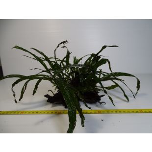 comprar plantas de acuario en tronco