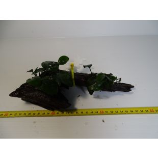 plantas de acuario en tronco preparadas para acuario