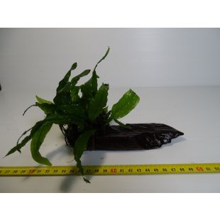 plantas de acuario en tronco preparadas para acuario