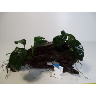plantas de acuario en tronco preparadas para acuario