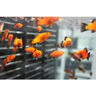 comprar platy wagtail Xiphophorus maculatus peces online