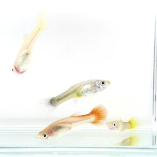 Guppy hembra variada poecilia reticulata