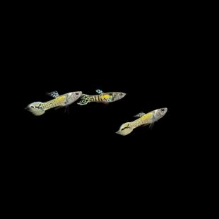 Comprar guppy endler leopardo/tigre (Poecilia wingei) online