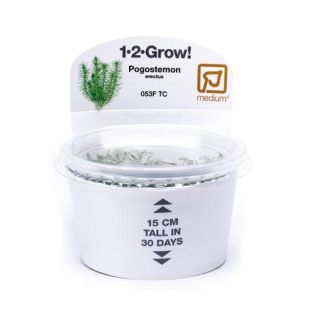 Pogostemon erectus para comprar por internet