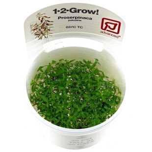 Proserpinaca palustris en tarrina para comprar por internet