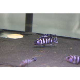 Pseudotropheus demasoni pzes