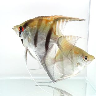 Venta de Manacapuru Red Back Pterophyllum Manacapuru mediano