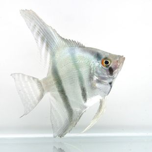 Pterophyllum scalare Escalar cebra azul en tienda online 