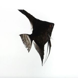 Pterophyllum scalare escalar Negro Velvet en tienda online 