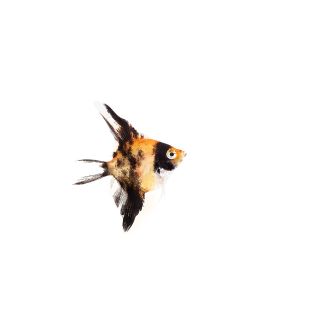 Comprar Pterophyllum scalare Escalar Red Devil pequeño en tienda online