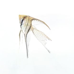 Escalar Pterophyllum scalare velo surtido mediano