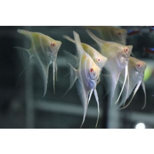 Pterophyllum scalare (scalare x altum) – Escalar Dantum Crema ojo rojo