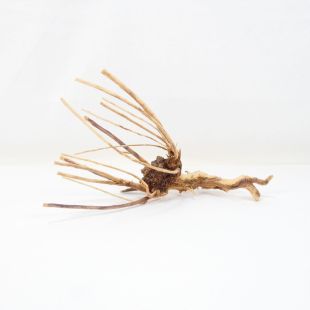 Raíz Light Wood pequeña para decorar acuarios en tienda.pzes online, todo lo que tu acuario necesita.