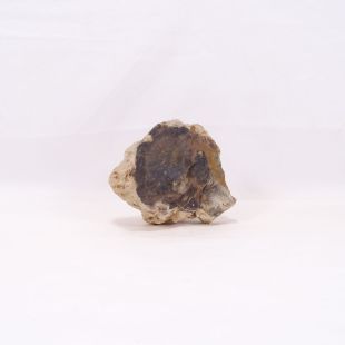 Comprar rocas madera fósil-petrificada para acuario en tienda online especializada peces, acuarios, hardscape, aquascaping-