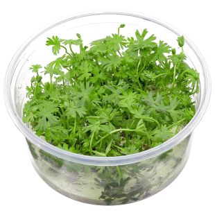 Ranunculus inundatus en tarrina para la venta por internet