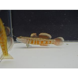 comprar gobios online pzes Rhinogobius Zhoui, Gobio Zhoui