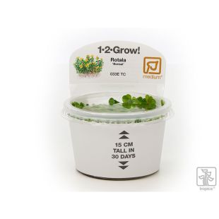 Rotala 'Bonsai' tarrina para la venta por internet tienda de acuarios y aquascaping