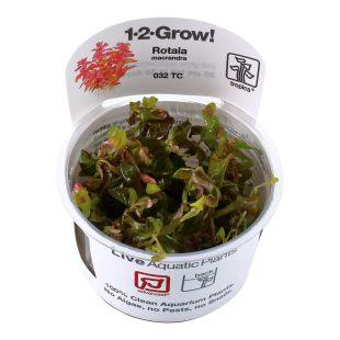 comprar Rotala macrandra in vitro, aquascaping