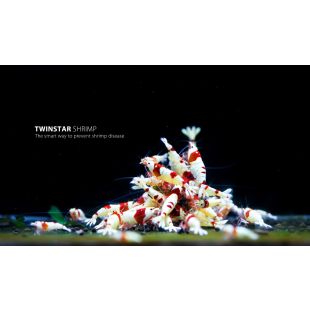 Twinstar Shrimp en tienda online