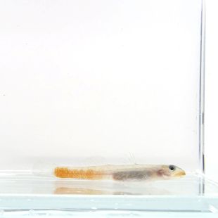 Gobio laser Naranja Sicyopus exallisquamulus