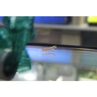 comprar Sicyopus zosterophorum acuario online con gobios