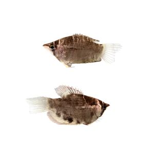 Gurami chocolate (Sphaerichthys osphromenoides) en tienda online