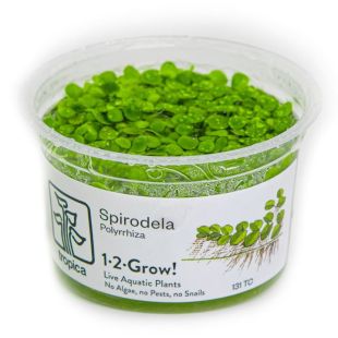 Comprar Spirodela polyrrhiza por internet