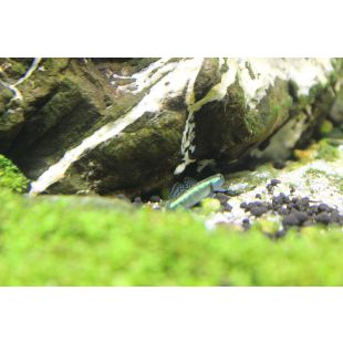 Stiphodon atropurpureus comprar Gobio azul neon
