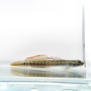 Gobio arcoiris Stiphodon, tienda de peces
