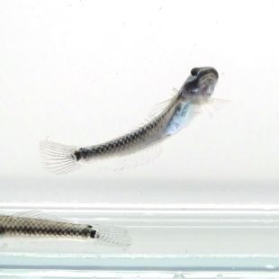 Gobio Azul Stiphodon semoni 