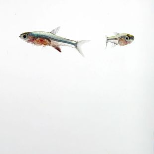 Rasbora enana brillante Sundadanio axelrodi