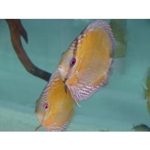 Symphysodon aequifasciatus Uatuma