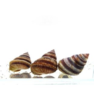 Venta de Taia naticoides caracol piano tailandés en tienda online