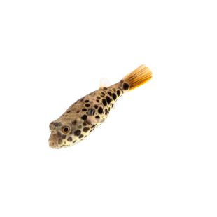 Comprar Tetraodon schoutedeni online o en Alcorcón (Madrid)