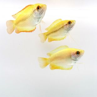 Chuna oro, chuna amarilla, acuario en madrid