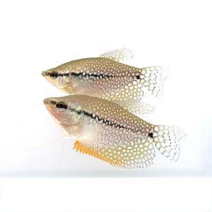 Trichogaster leeri Gourami perla en tienda online 
