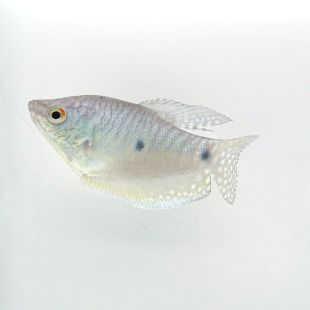 Gourami azul Trichogaster trichopterus o Trichopodus trichopterus en tienda online 