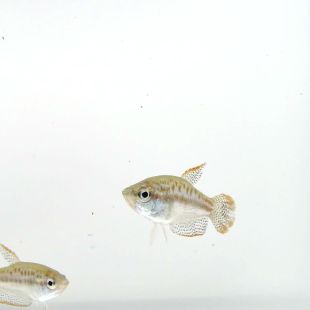  Gourami pigmeo Trichopsis pumila en tienda online