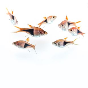 acuarios con Trigonostigma heteromorpha, Rasbora Arlequín