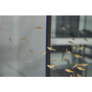 tienda online Trigonostigma somphongsi encontrar Rasbora Somphongs’