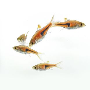 peces Trigonostigma spei arlequin espei acuarios