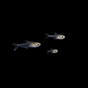 Comprar Trochilocharax ornatus por internet