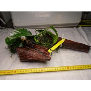 plantas de acuarios en tronco preparadas para acuario