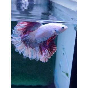 Betta BT-U6